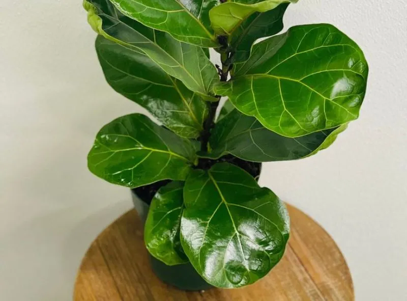 Ficus lyrata